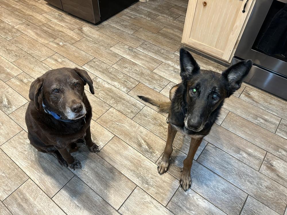 Enlarge Charlie - Located in MN, a Adoptable Belgian Shepherd / Malinois in Forsyth, MO image 4/6