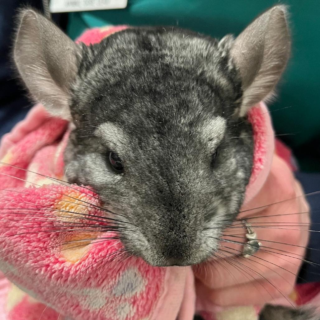 Morning Star, Adoptable, Young Male Chinchilla.