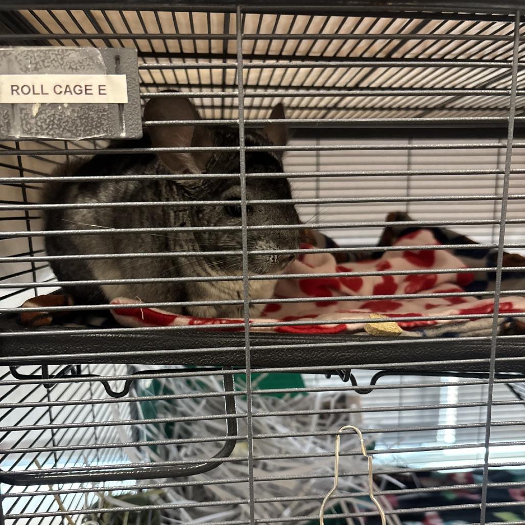 Enlarge Morning Star, a Adoptable Chinchilla in Saint Cloud, MN image 2/3