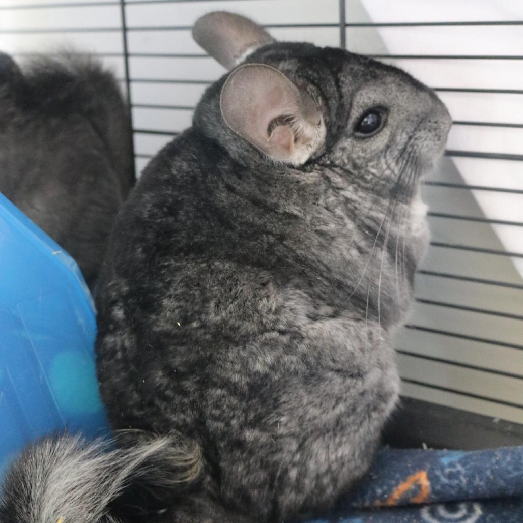 Enlarge Morning Star, a Adoptable Chinchilla in Saint Cloud, MN image 3/3