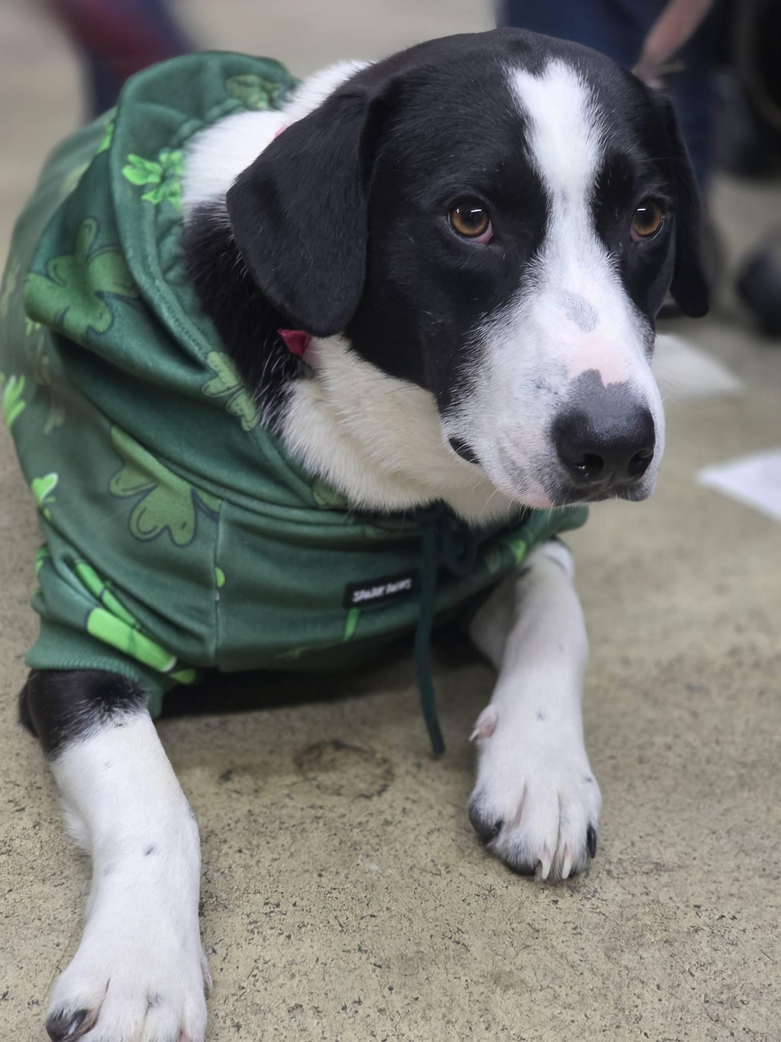 Enlarge Ruthie, a Adoptable mixed breed in Pembroke, MA image 1/5