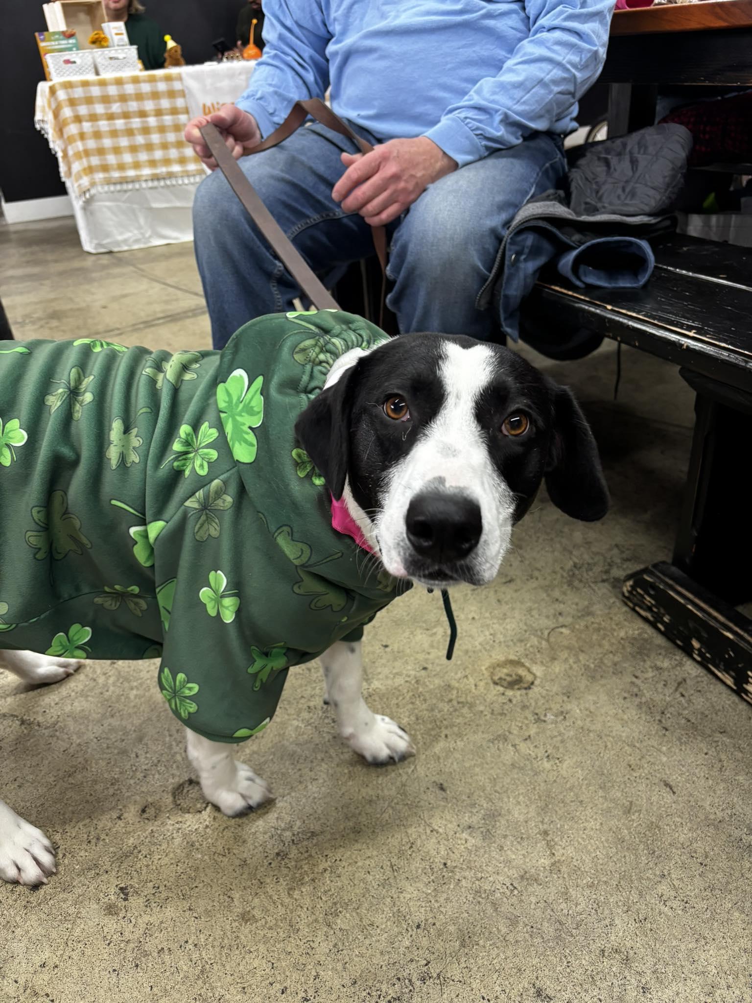 Enlarge Ruthie, a Adoptable mixed breed in Pembroke, MA image 5/5