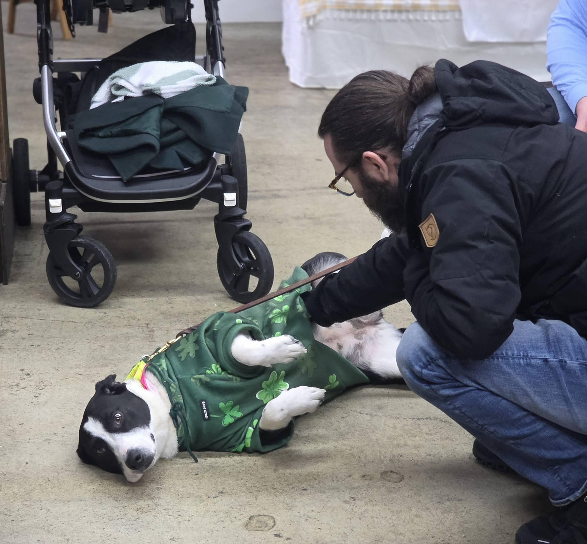 Enlarge Ruthie, a Adoptable mixed breed in Pembroke, MA image 4/5