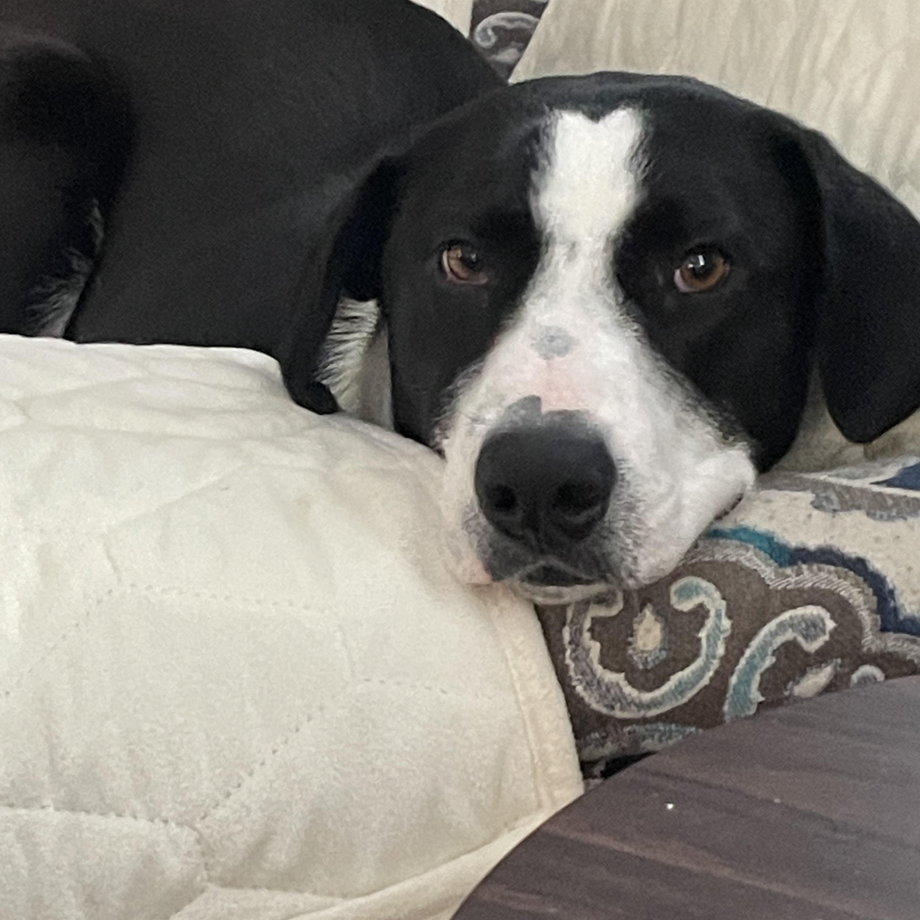 Enlarge Ruthie, a Adoptable mixed breed in Pembroke, MA image 3/5