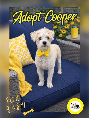 Cooper, Adopted, Adult Male Poodle & Maltese.