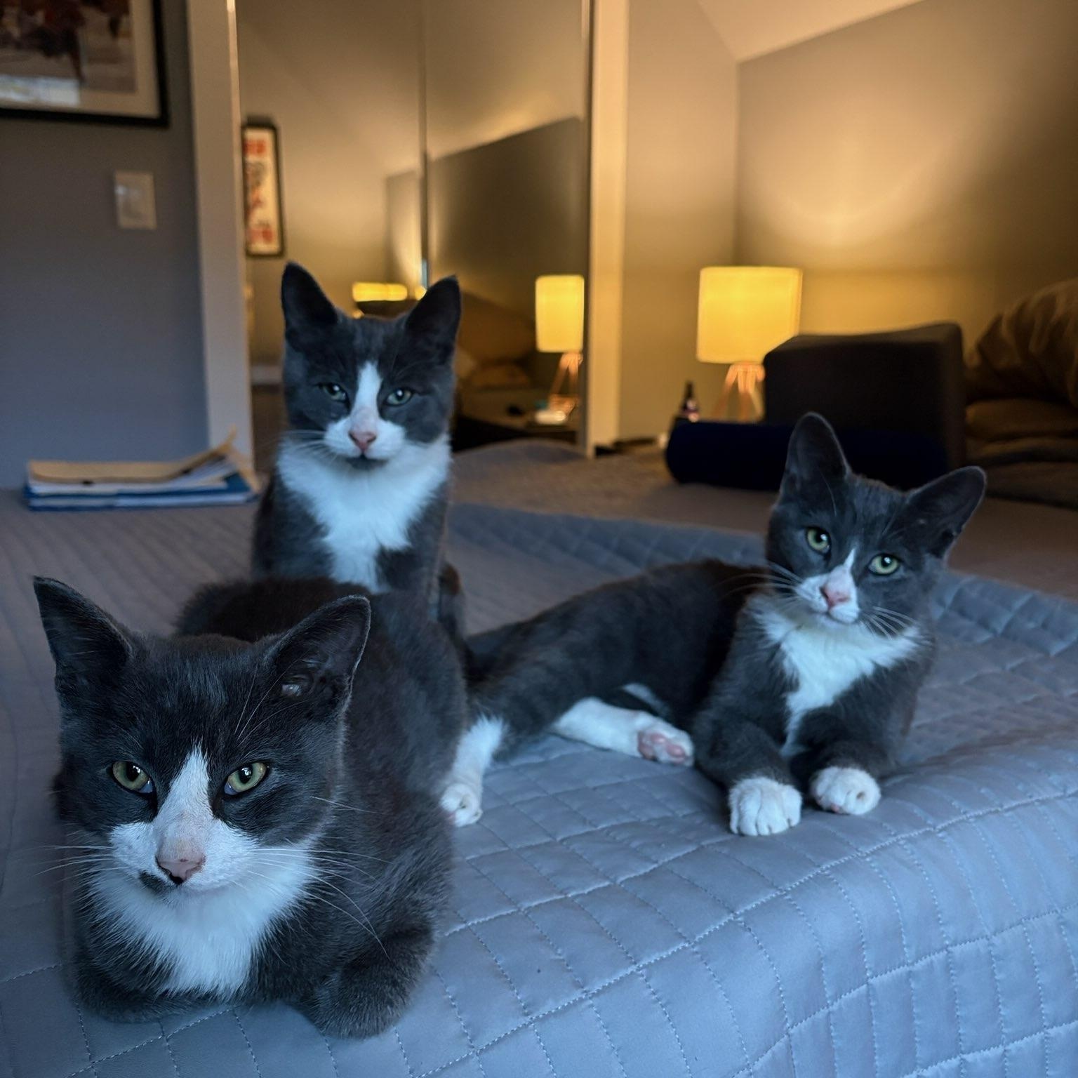 H kitties, Adoptable, Kitten Male Domestic Short Hair.