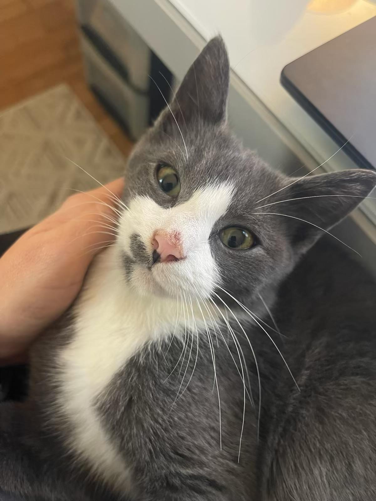 Enlarge H kitties, a Adoptable mixed breed in Succasunna, NJ image 2/6
