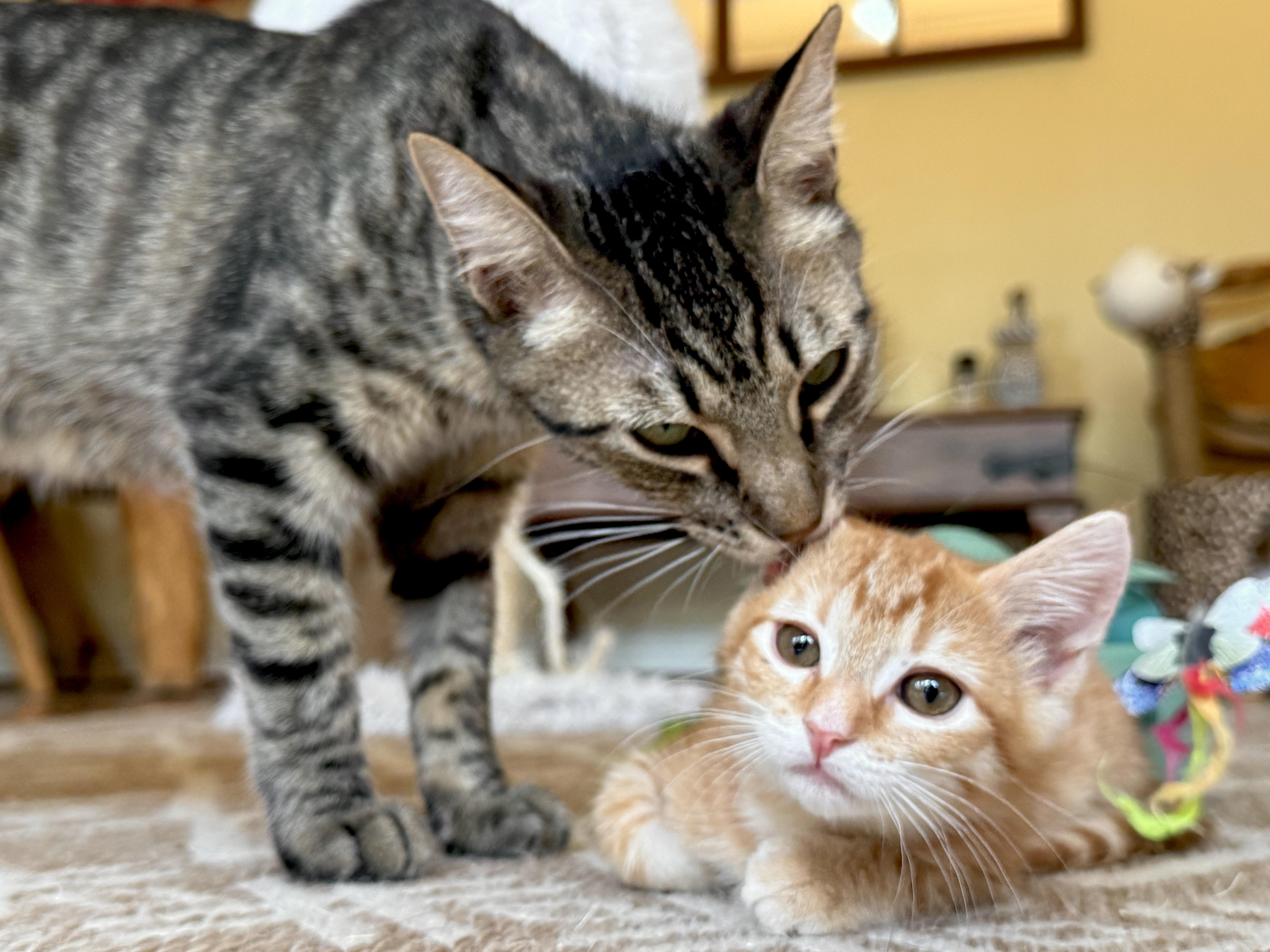 Enlarge Bagel, a Adoptable Tabby in Keller, TX image 6/6
