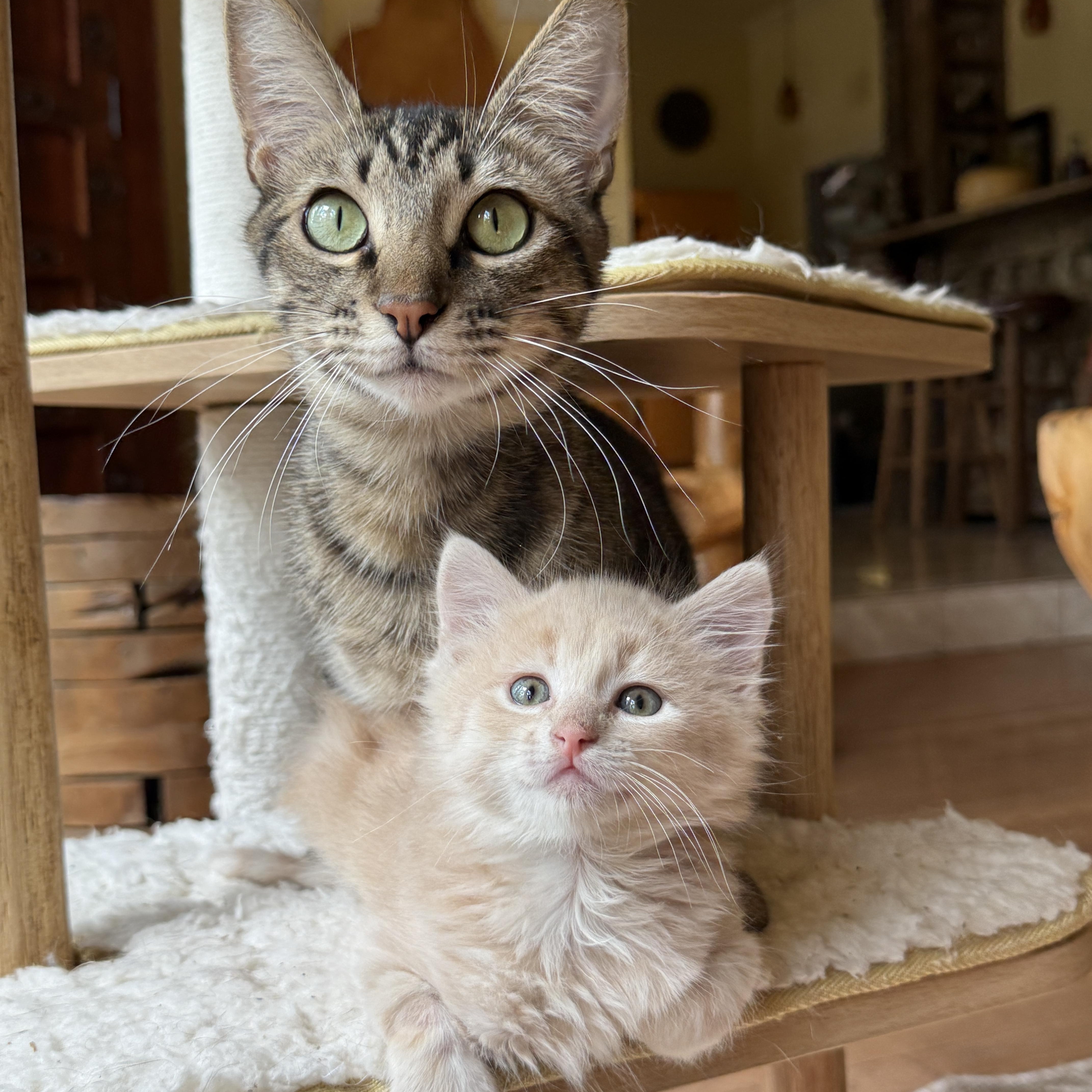 Enlarge Bagel, a Adoptable Tabby in Keller, TX image 5/6