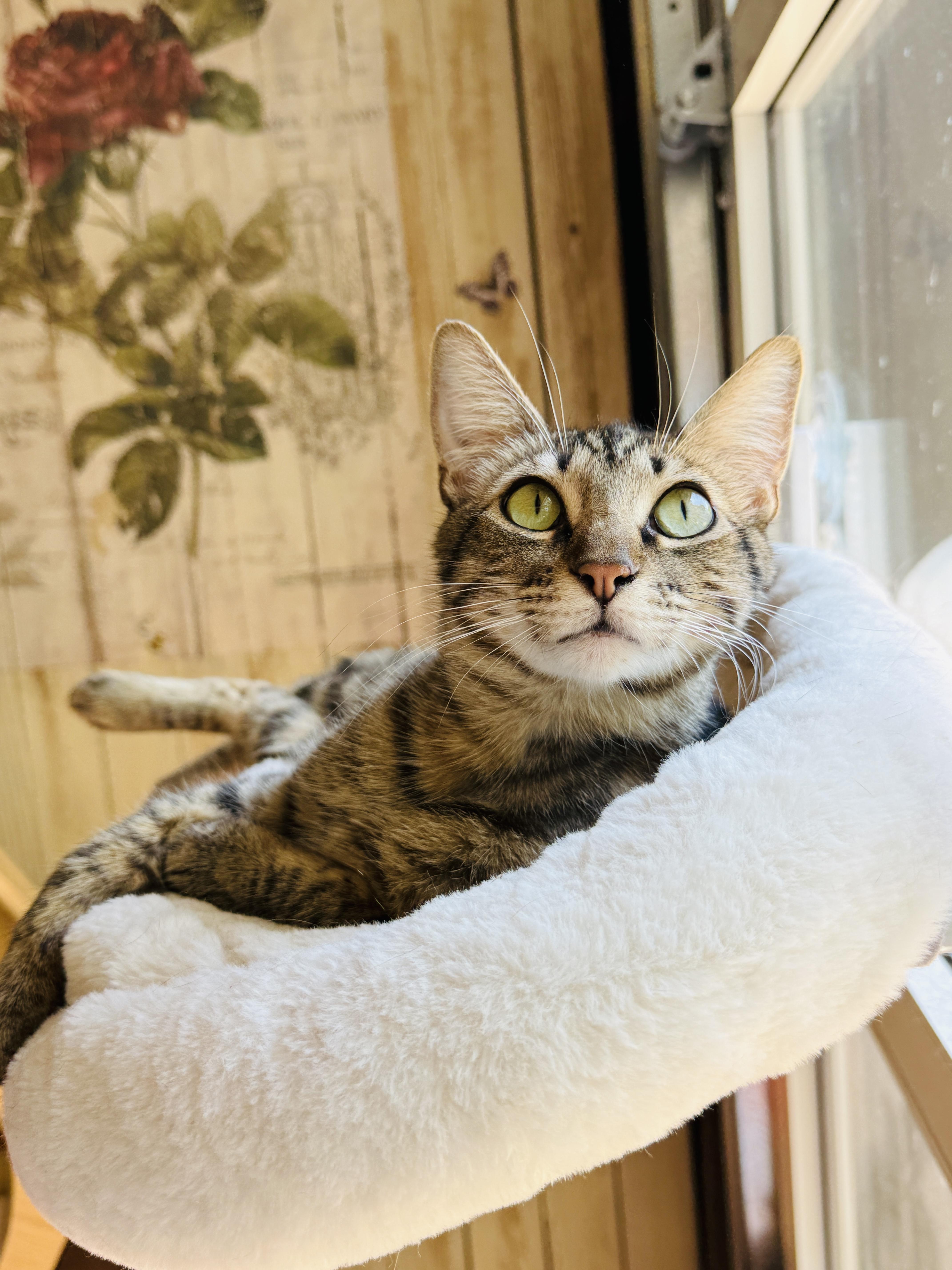 Enlarge Bagel, a Adoptable Tabby in Keller, TX image 2/6