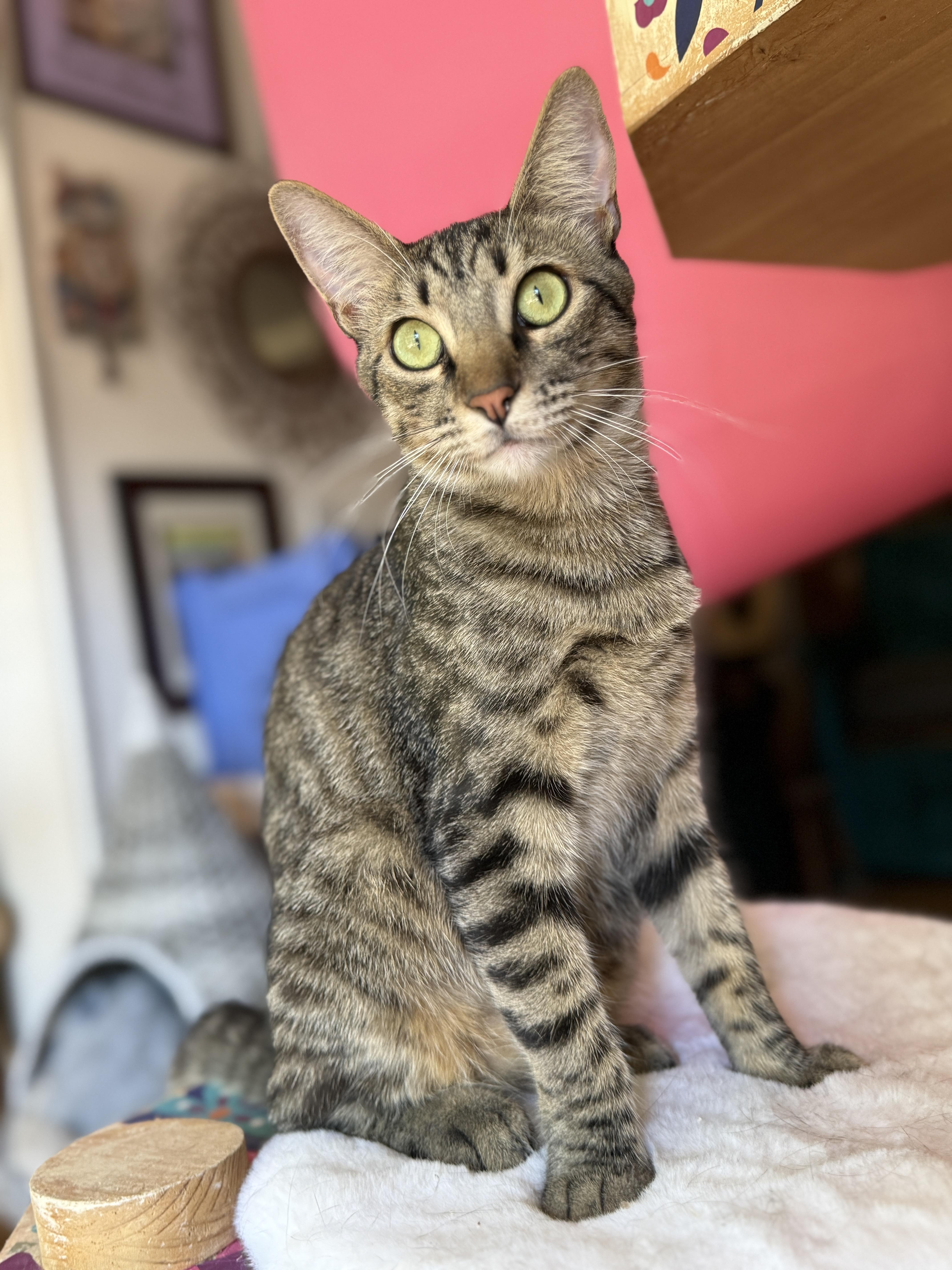 Enlarge Bagel, a Adoptable Tabby in Keller, TX image 3/6