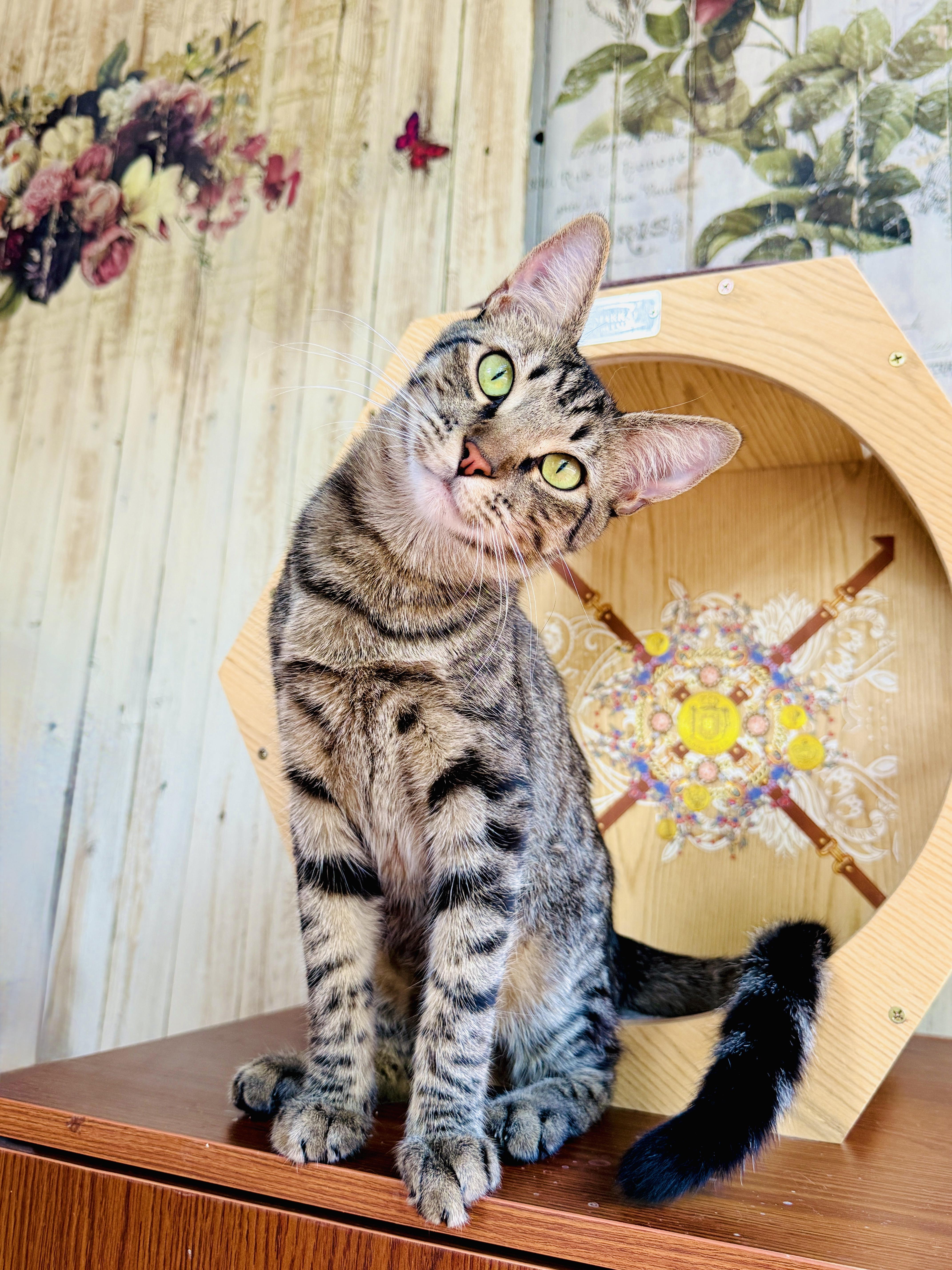 Enlarge Bagel, a Adoptable Tabby in Keller, TX image 1/6