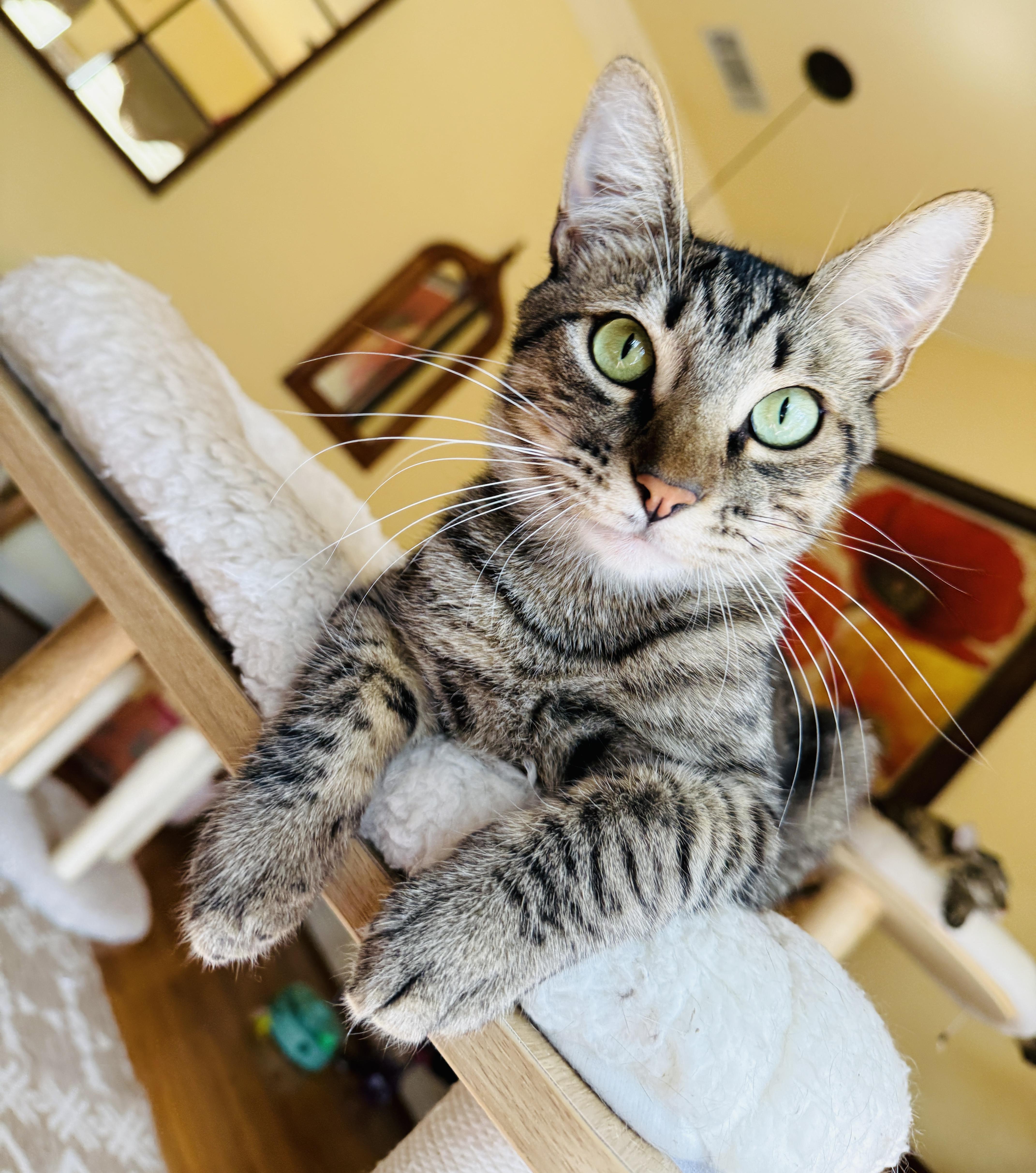 Enlarge Bagel, a Adoptable Tabby in Keller, TX image 4/6