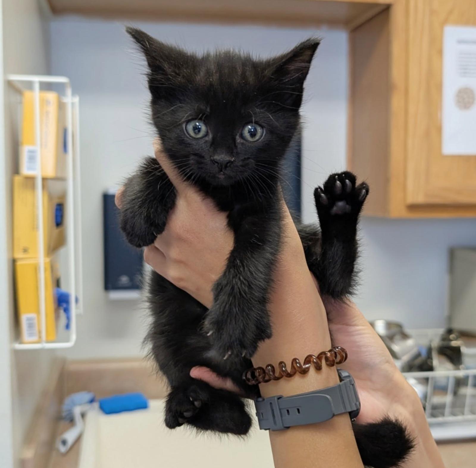 Enlarge Oolong, a Adoptable Domestic Short Hair in Maggie Valley, NC image 1/1