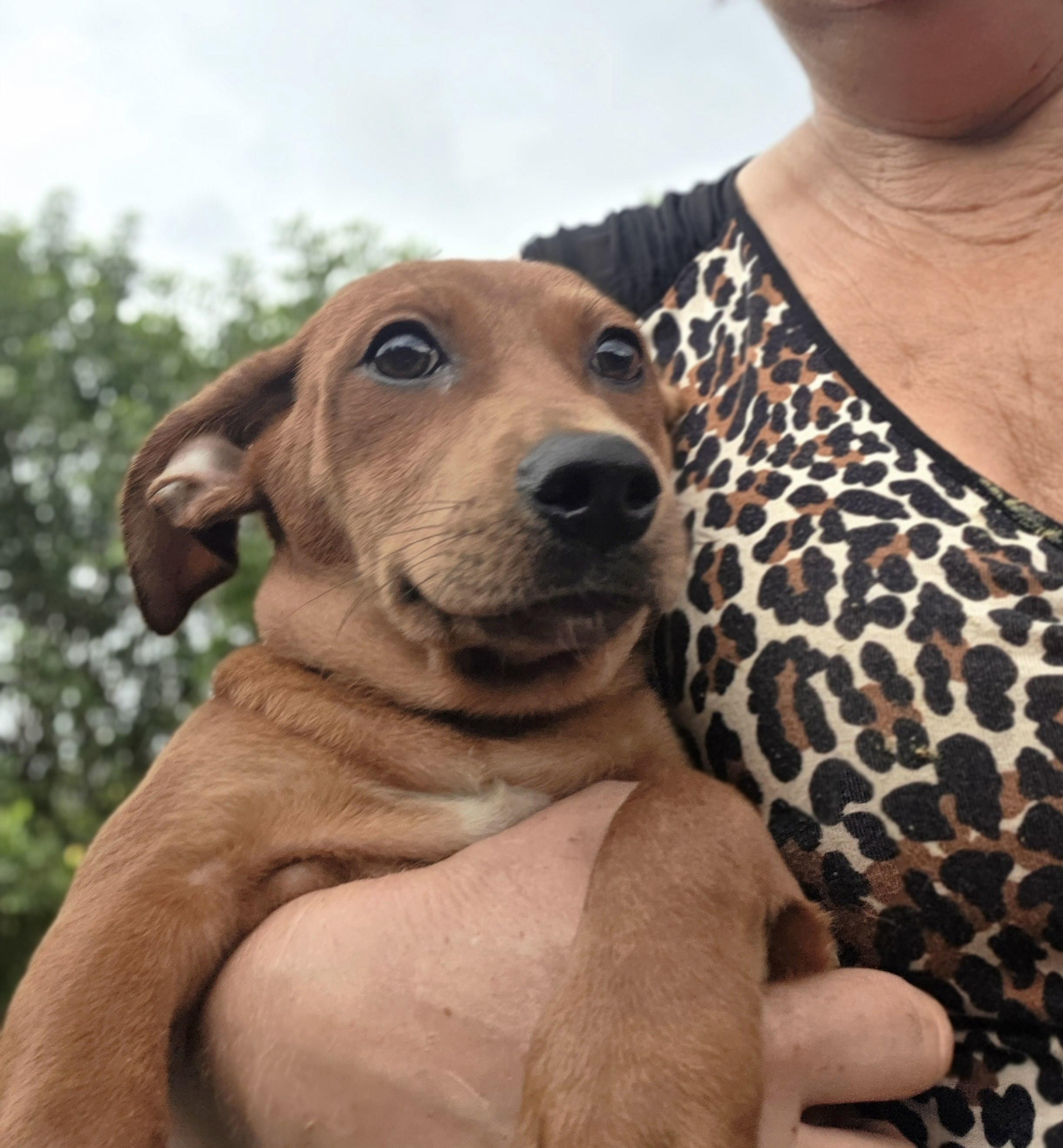 Enlarge ROXIE, a Adopted mixed breed in Boca Raton, FL image 3/4