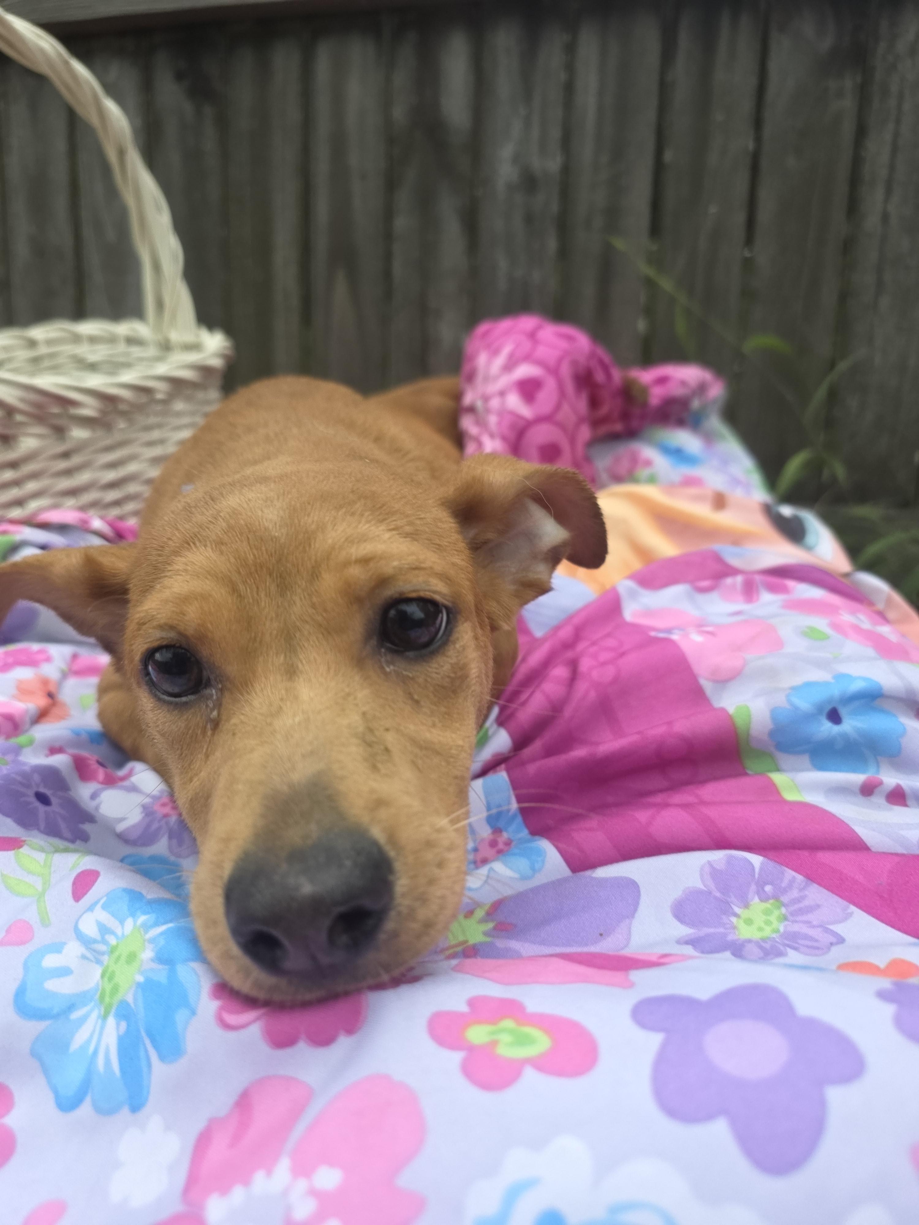 Enlarge ROXIE, a Adopted mixed breed in Boca Raton, FL image 4/4