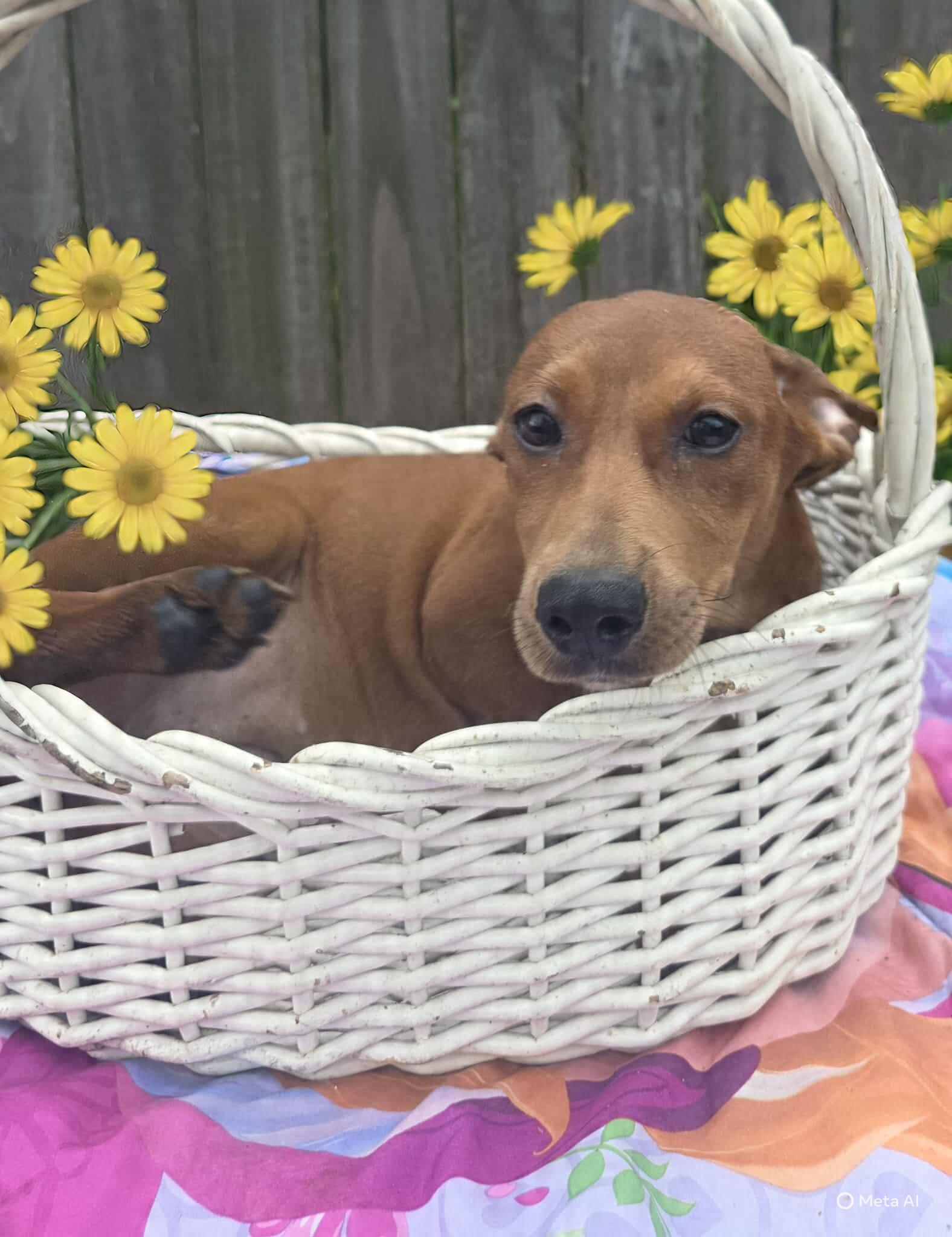 ROXIE, Adopted, Puppy Female Golden Retriever.