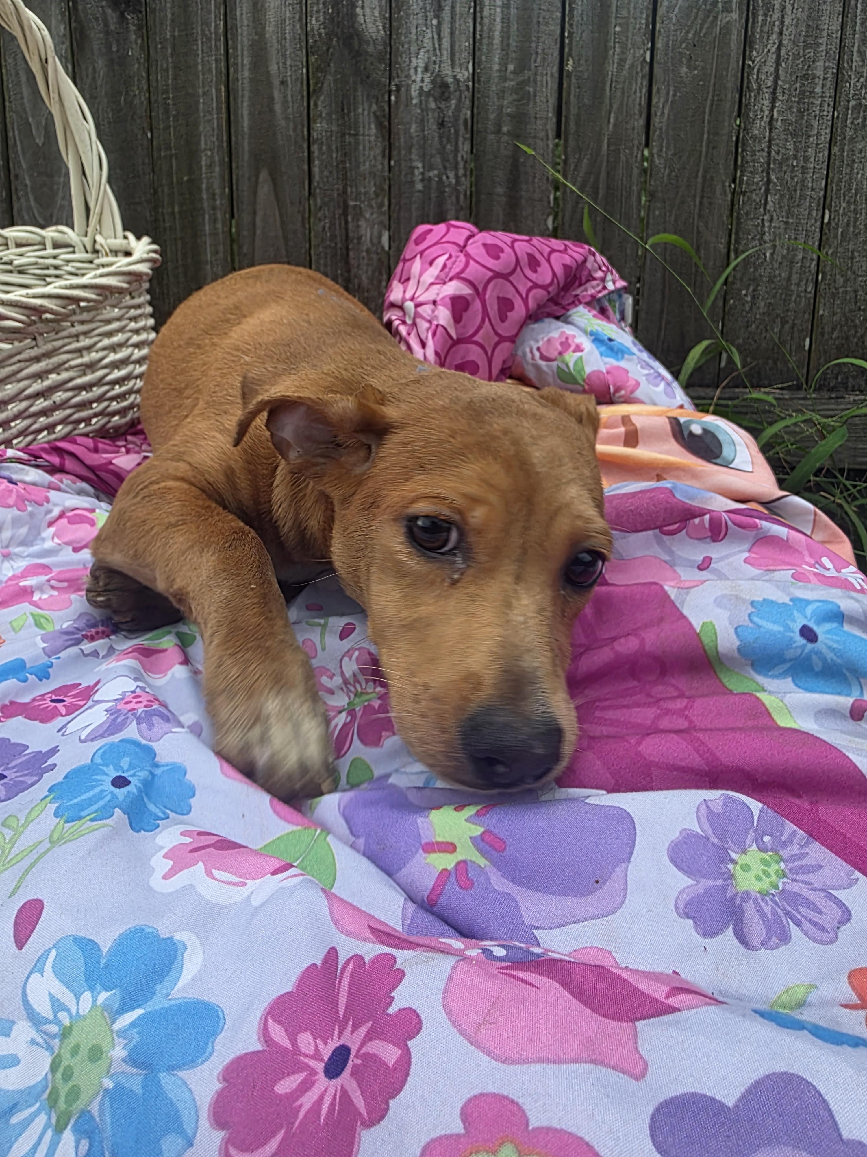 Enlarge ROXIE, a Adopted mixed breed in Boca Raton, FL image 2/4