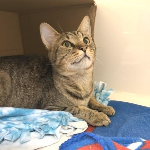 Cookie, Adoptable, Adult Male Domestic Short Hair.