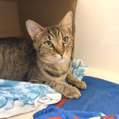 Cookie, a Adoptable Domestic Short Hair in Novelty, OH image 2/5