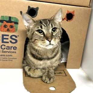 Cookie, a Adoptable Domestic Short Hair in Novelty, OH image 3/5