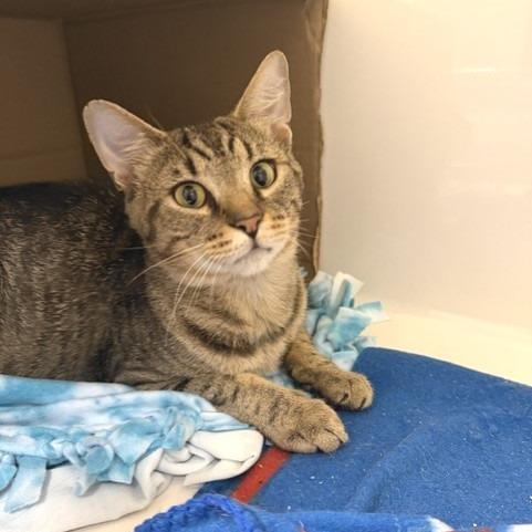 Cookie, a Adoptable Domestic Short Hair in Novelty, OH image 4/5