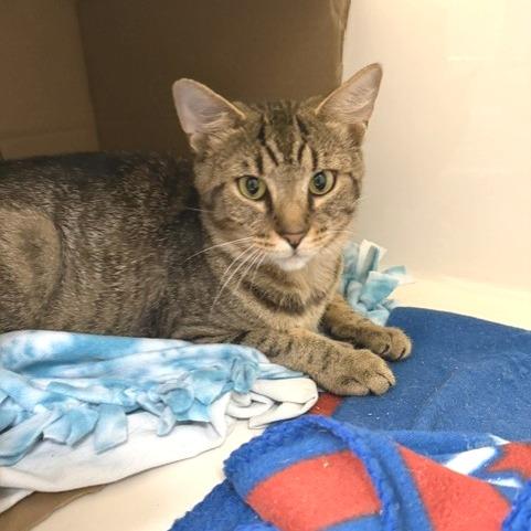 Cookie, a Adoptable Domestic Short Hair in Novelty, OH image 5/5