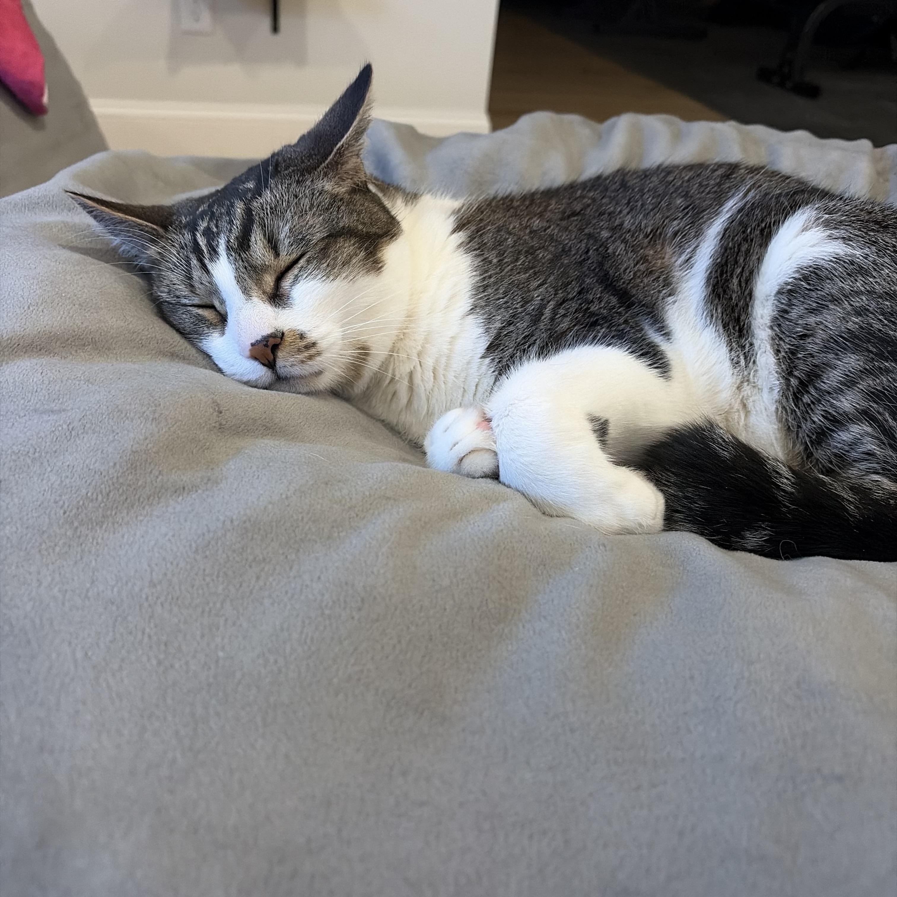 Don, a ADOPTABLE Domestic Short Hair in Canton, MA image 3/4