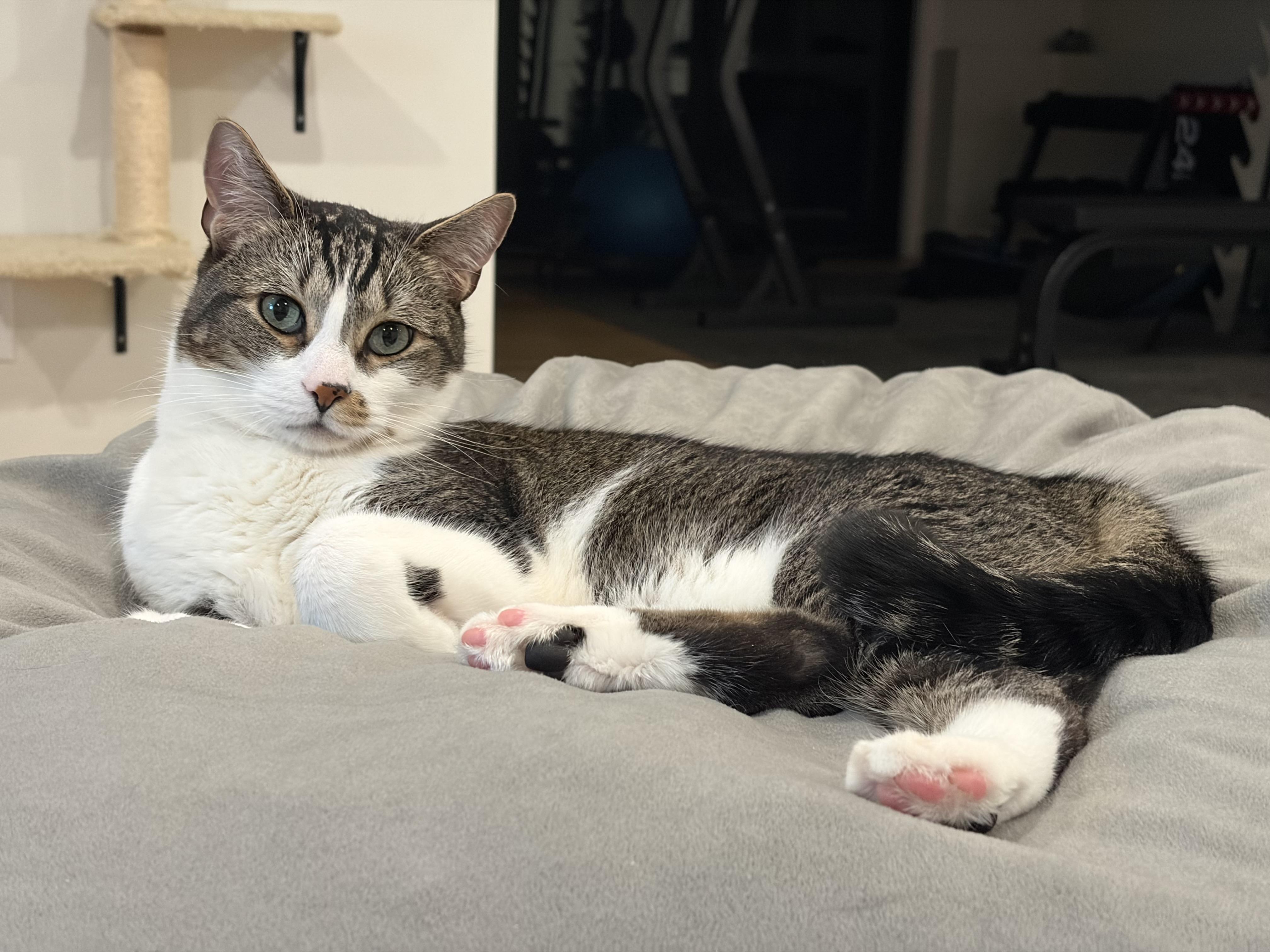Don, a ADOPTABLE Domestic Short Hair in Canton, MA image 2/4