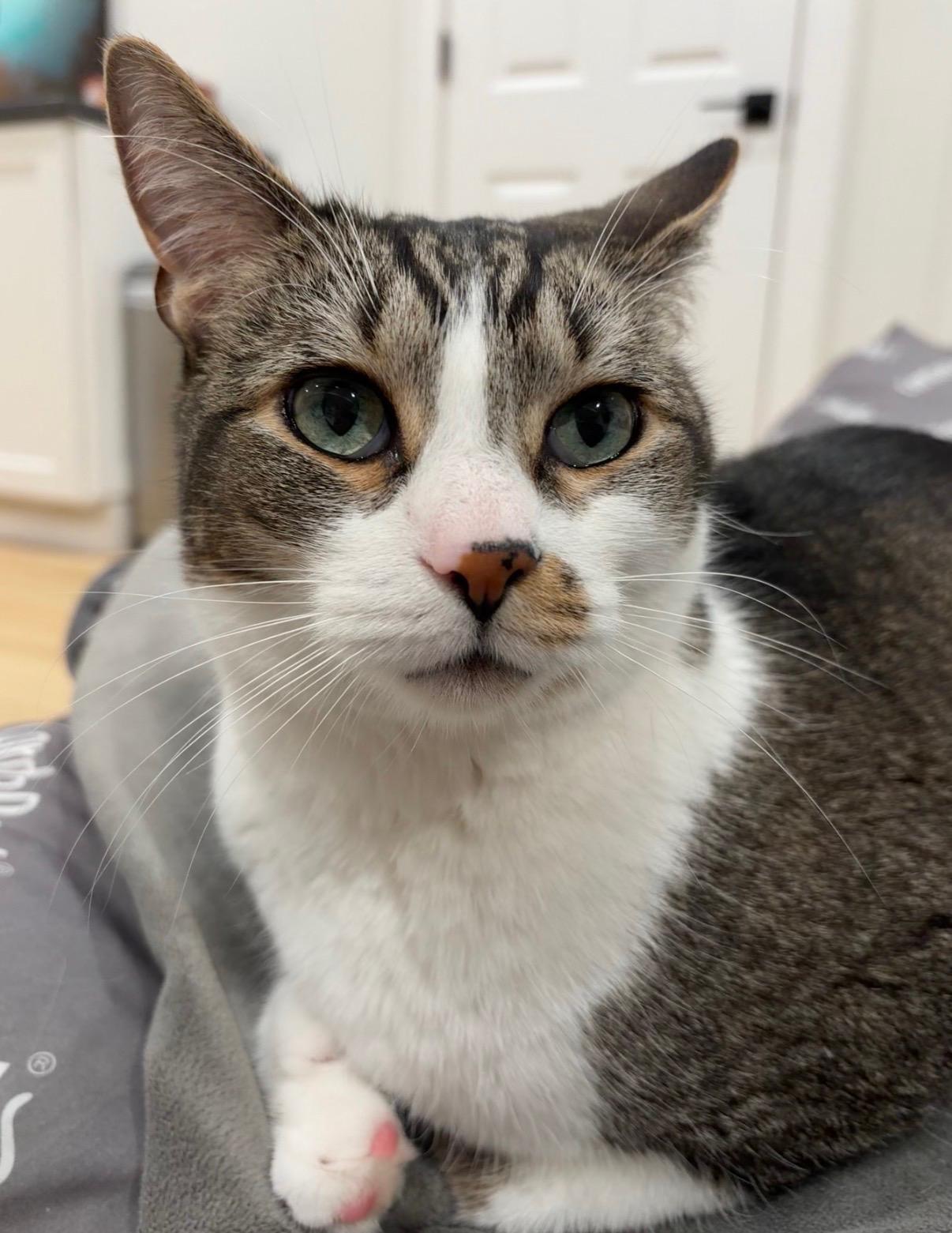 Don, a ADOPTABLE Domestic Short Hair in Canton, MA image 4/4