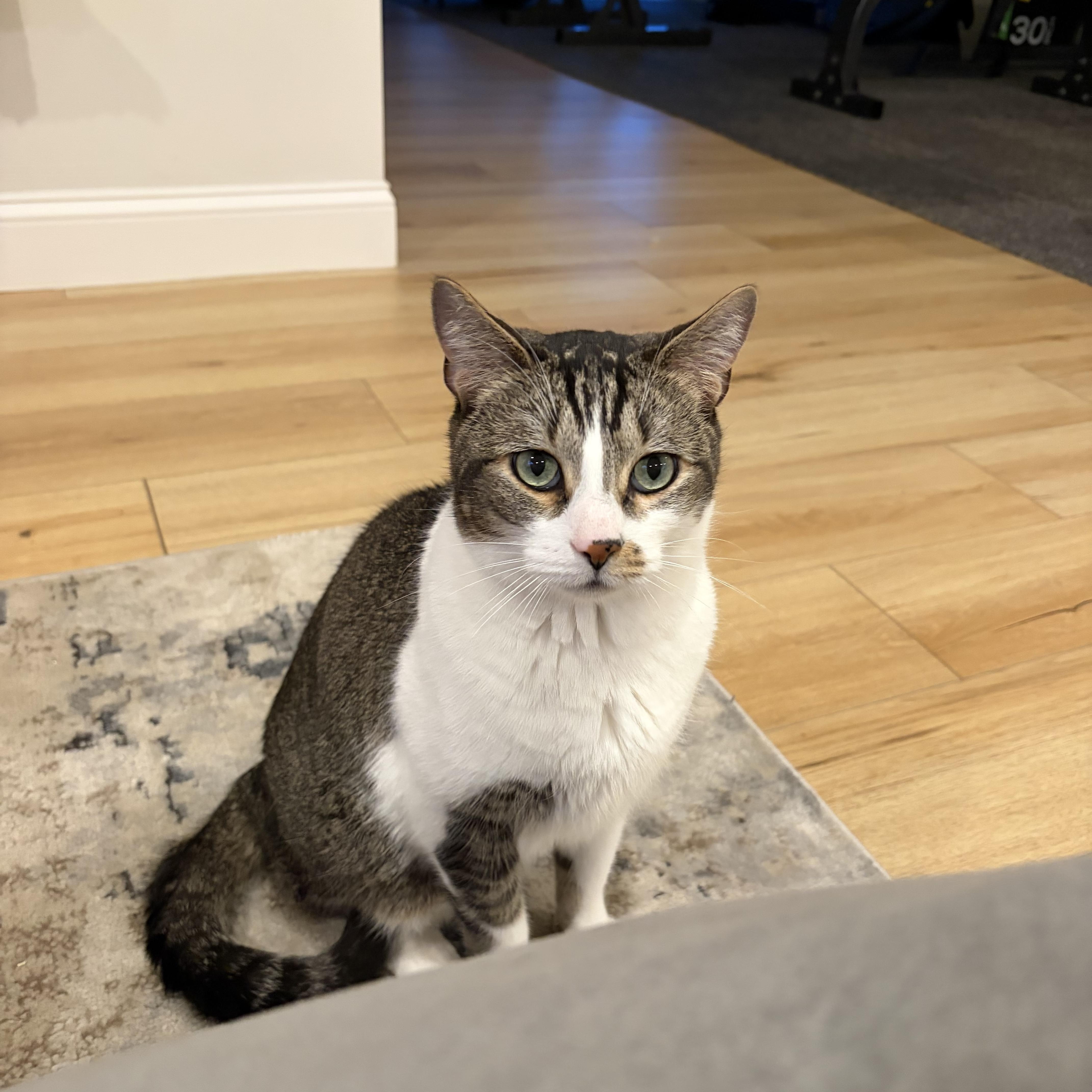Don, ADOPTABLE, Adult Male Domestic Short Hair.