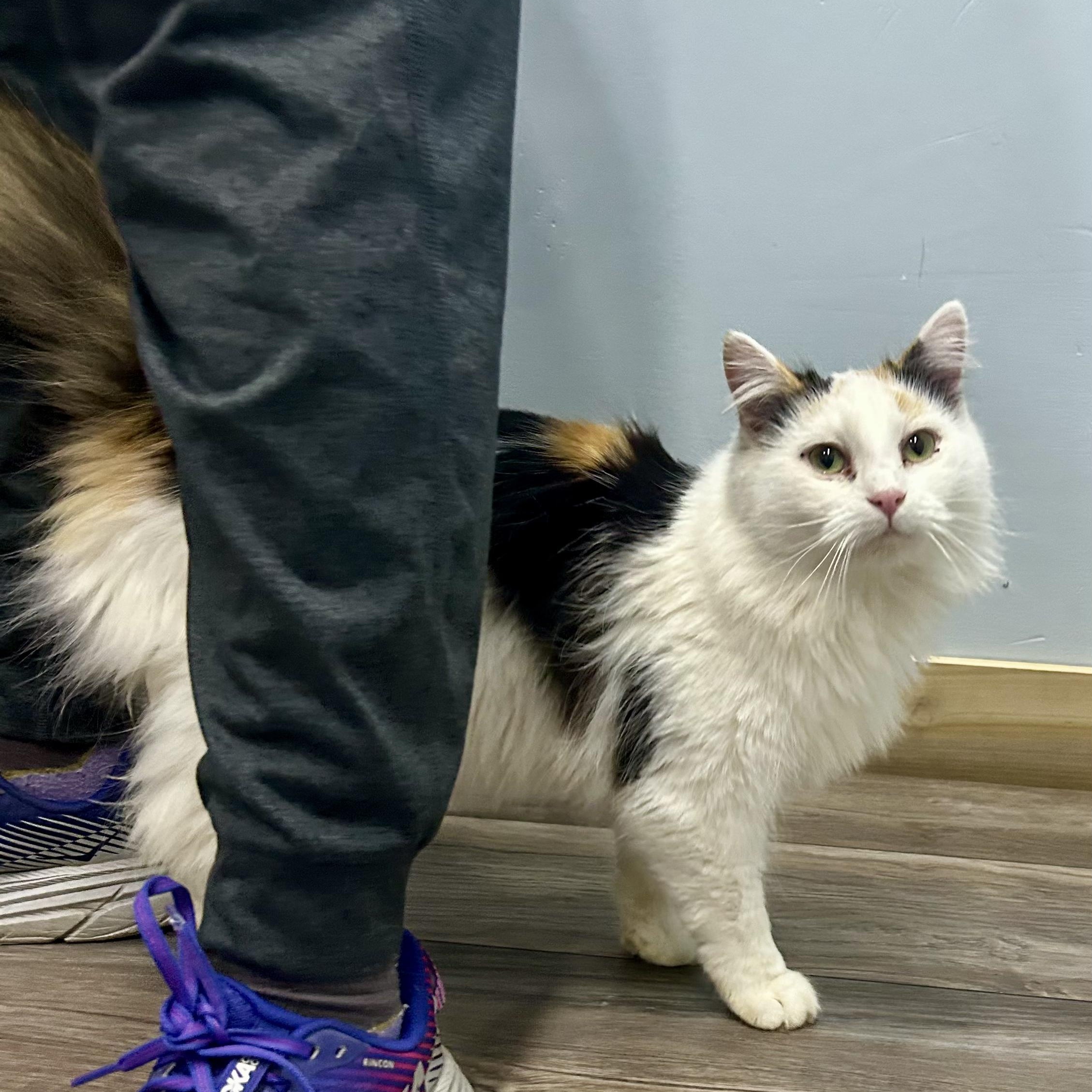 Enlarge Blossom, a ADOPTABLE Domestic Long Hair in Murphysboro, IL image 1/3