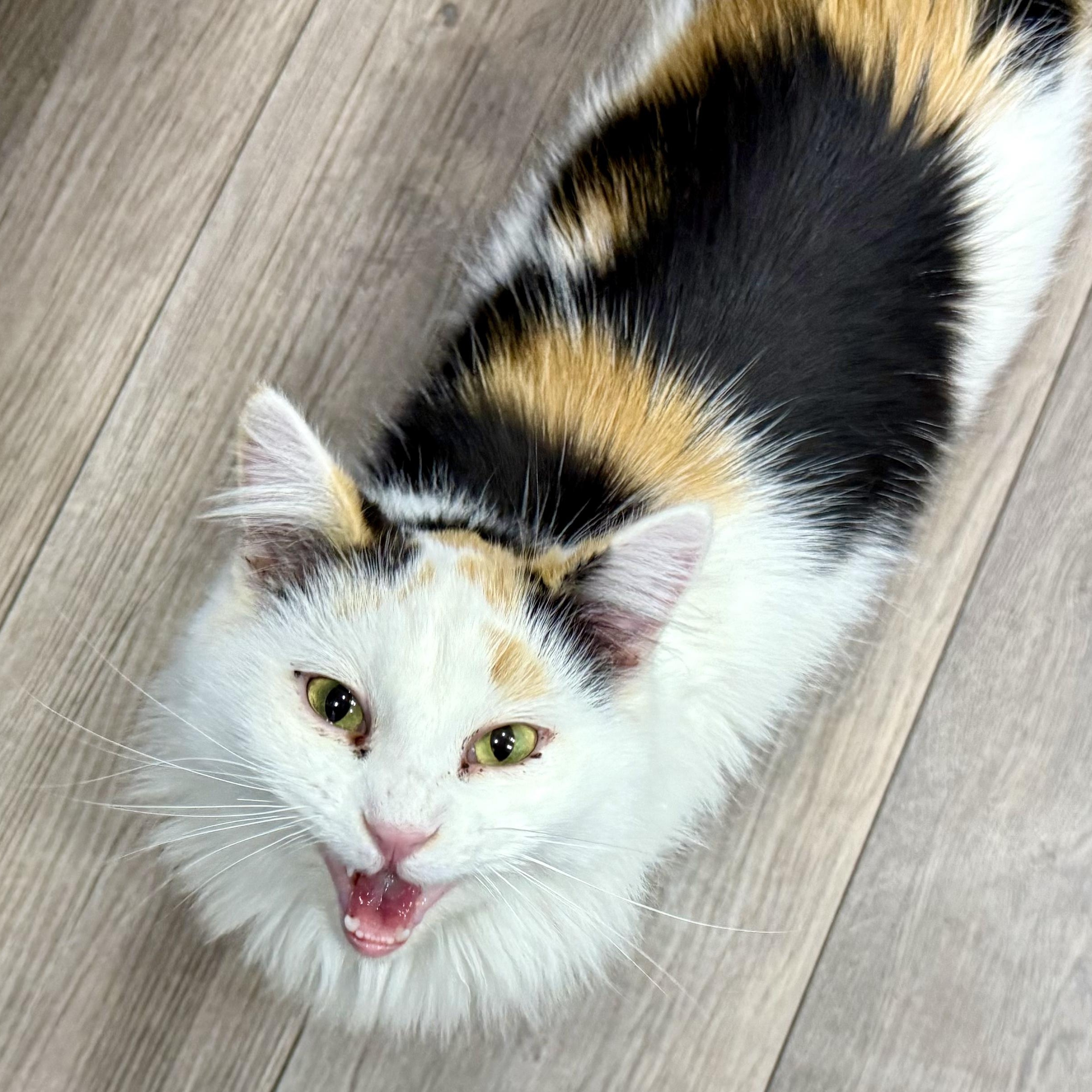 Enlarge Blossom, a ADOPTABLE Domestic Long Hair in Murphysboro, IL image 2/3