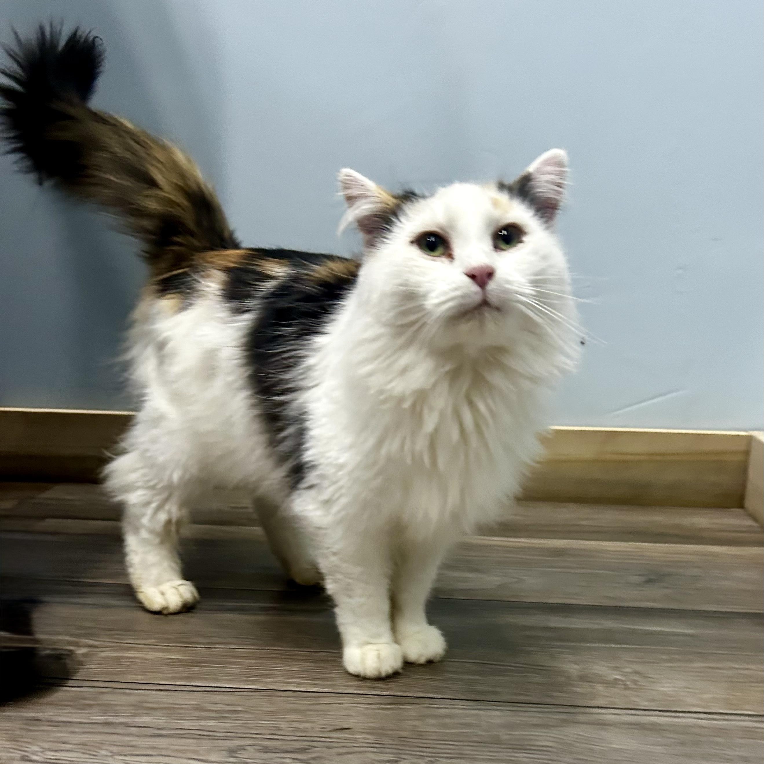 Enlarge Blossom, a ADOPTABLE Domestic Long Hair in Murphysboro, IL image 3/3