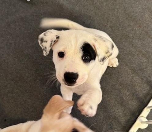 Enlarge Oreo, an adopted mixed breed in Oswego, IL image 2/6