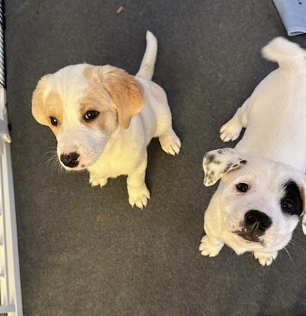 Enlarge Oreo, an adopted mixed breed in Oswego, IL image 5/6