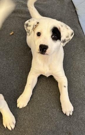 Enlarge Oreo, an adopted mixed breed in Oswego, IL image 3/6