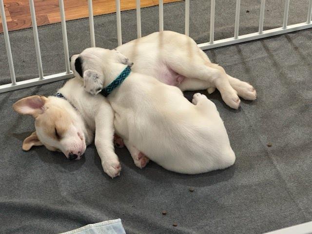 Enlarge Oreo, an adopted mixed breed in Oswego, IL image 4/6