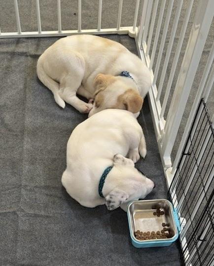 Enlarge Oreo, an adopted mixed breed in Oswego, IL image 6/6