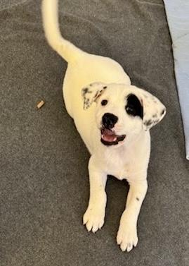 Enlarge Oreo, an adopted mixed breed in Oswego, IL image 1/6