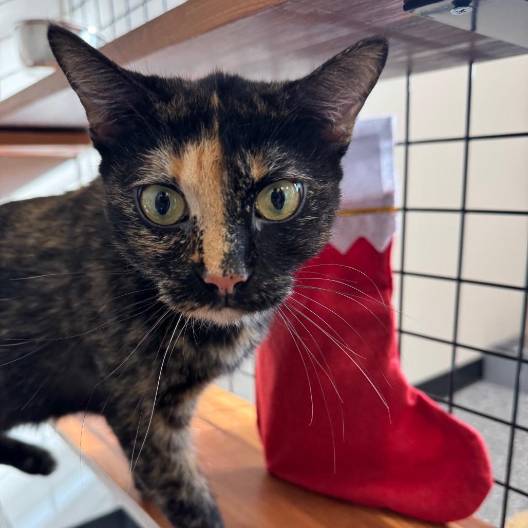 Enlarge Daisy, a Adoptable Domestic Short Hair in Spring Hill, KS image 2/6