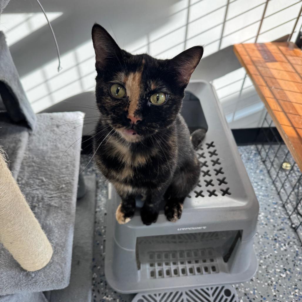 Enlarge Daisy, a Adoptable Domestic Short Hair in Spring Hill, KS image 3/6