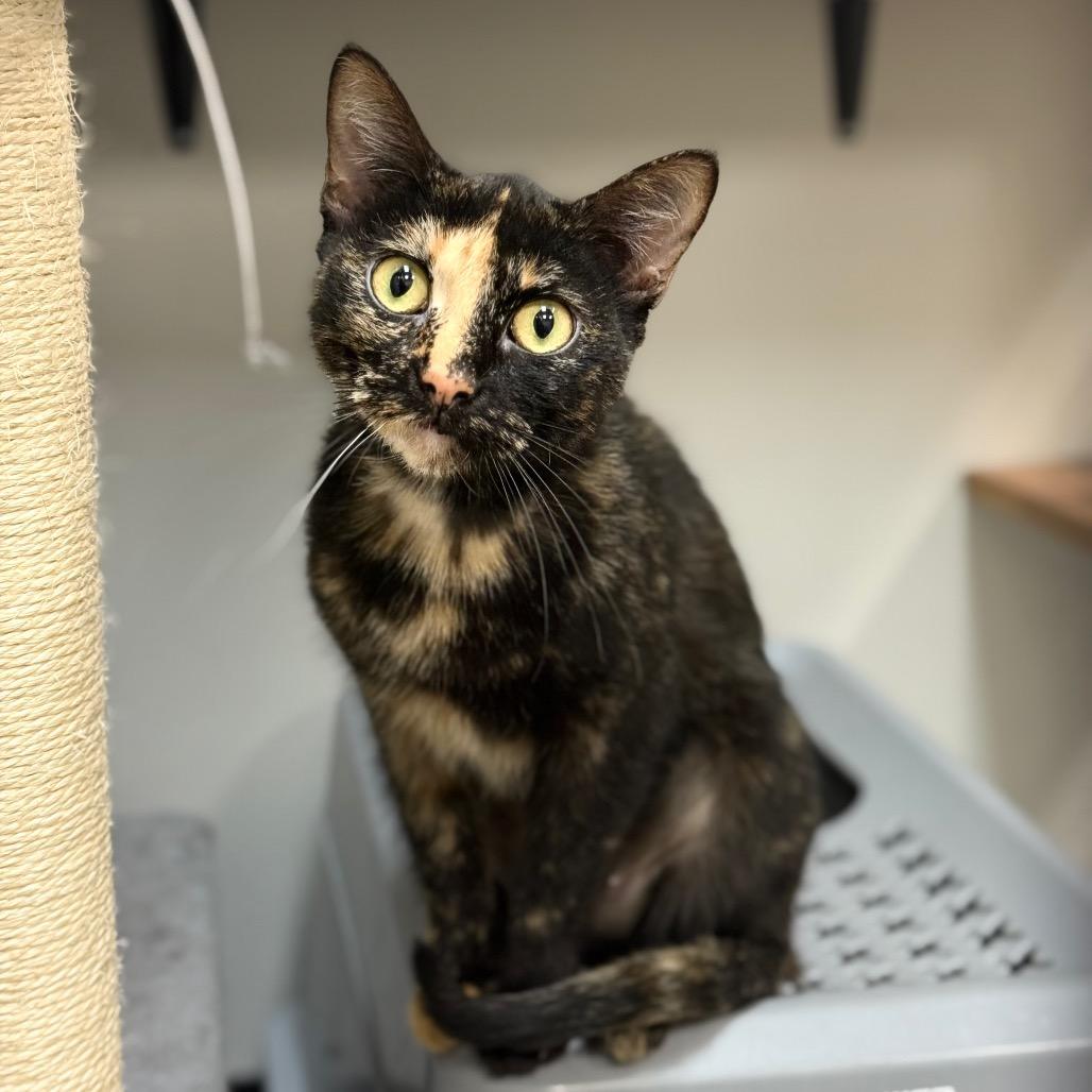 Enlarge Daisy, a Adoptable Domestic Short Hair in Spring Hill, KS image 4/6