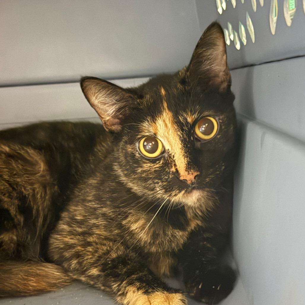 Enlarge Daisy, a Adoptable Domestic Short Hair in Spring Hill, KS image 5/6