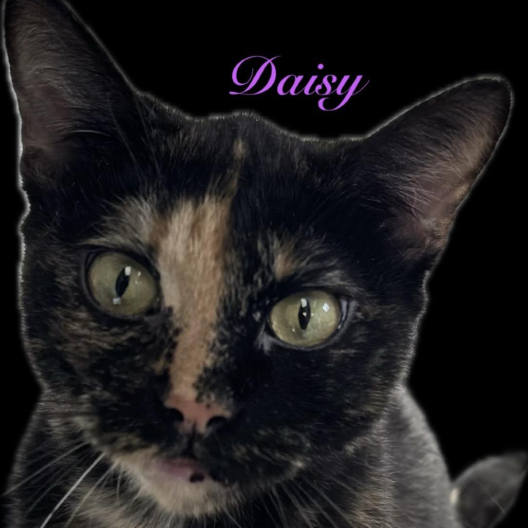 Enlarge Daisy, a Adoptable Domestic Short Hair in Spring Hill, KS image 6/6