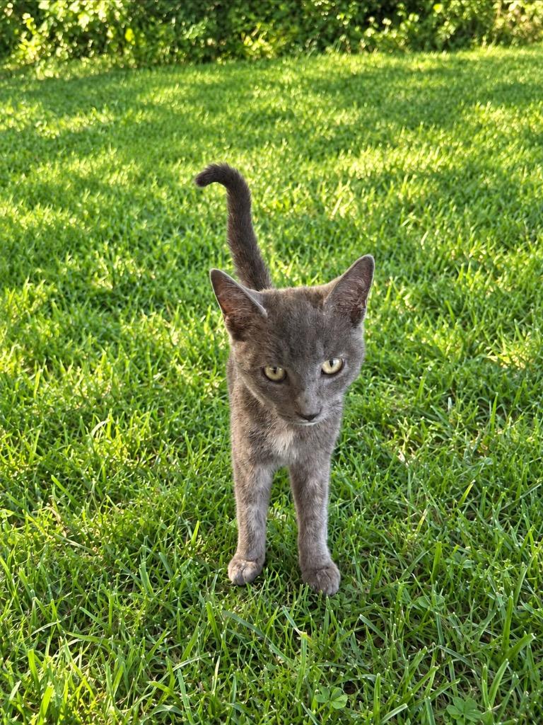 Enlarge Whisp, a Adopted mixed breed in Wauchula, FL image 1/1