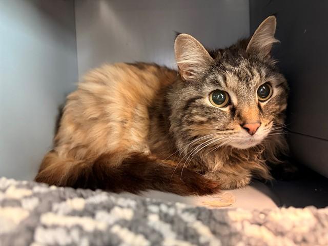 MITZIE, Adoptable, Senior Female Domestic Long Hair.