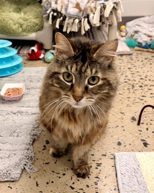 MITZIE, Adoptable, Senior Female Domestic Long Hair.