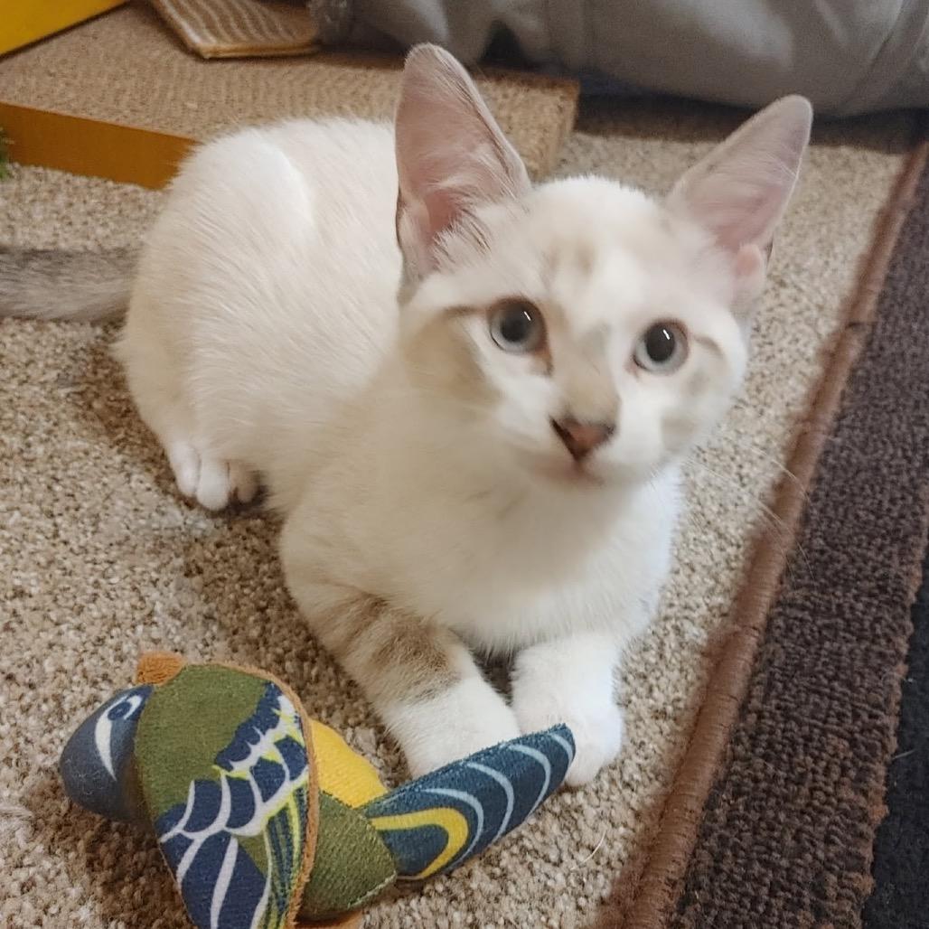 Colt, Adoptable, Kitten Male Domestic Medium Hair.