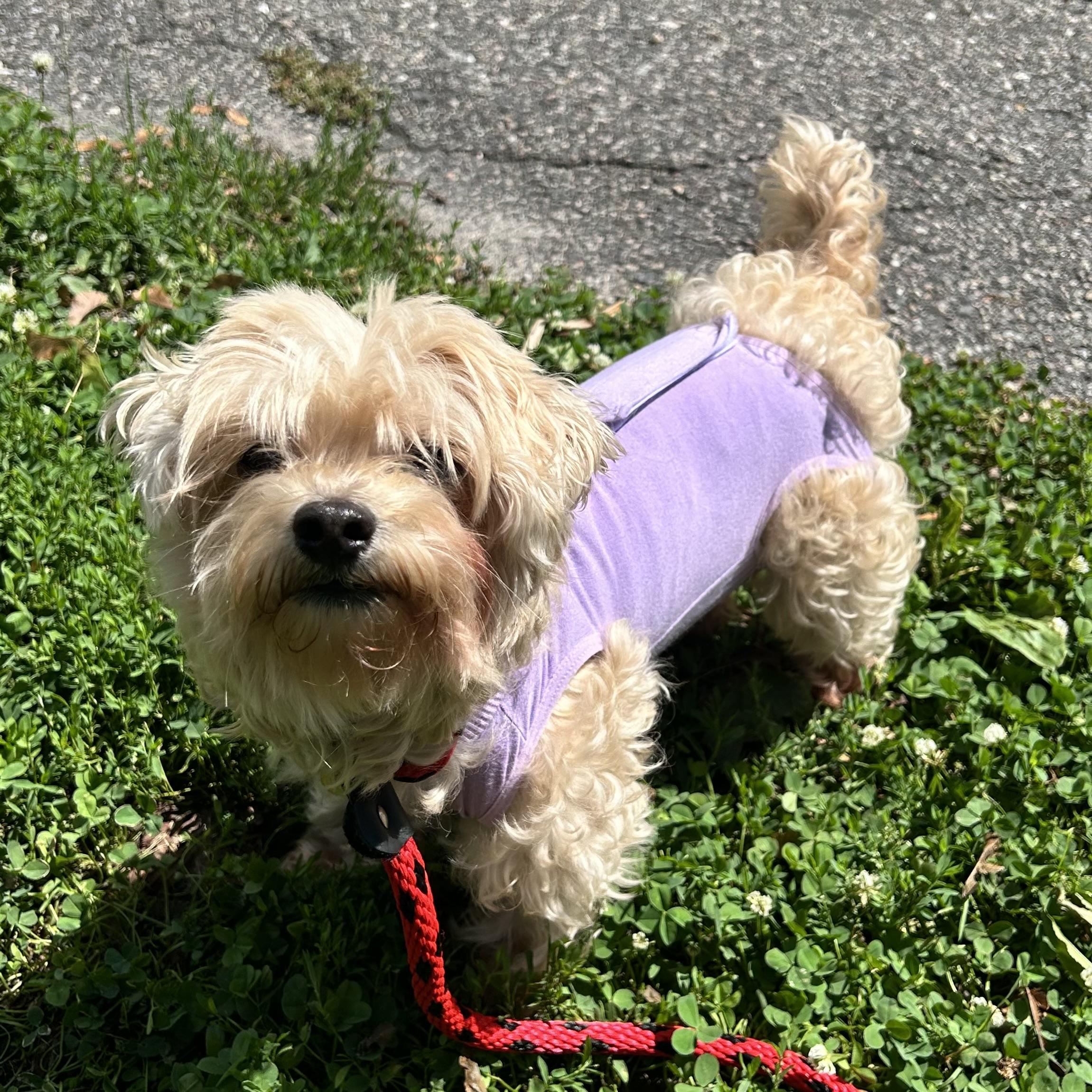 Enlarge Lizzie, an adopted mixed breed in Huntington, NY image 1/1
